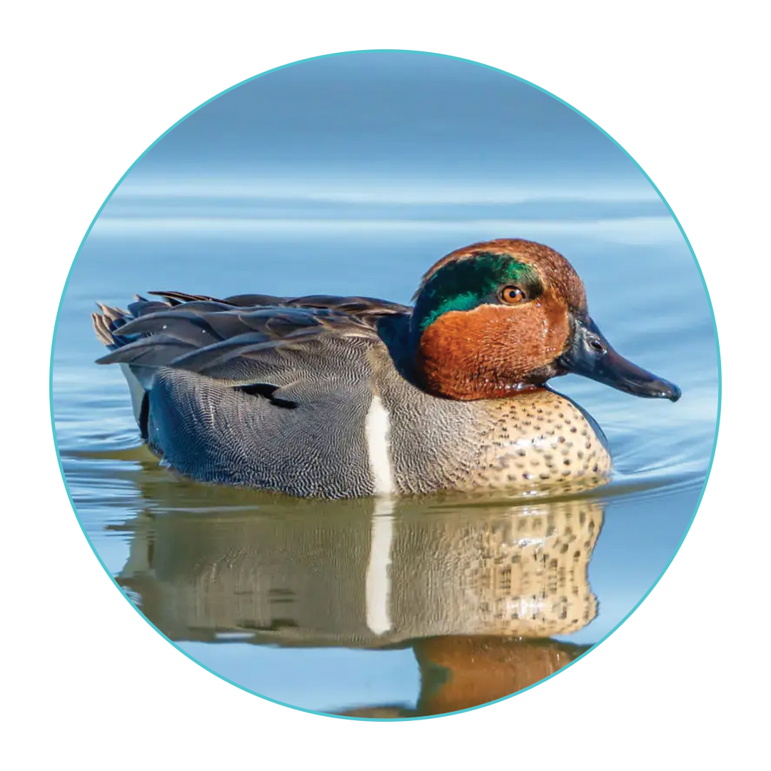 Green-winged Teal